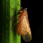 Brown planthopper